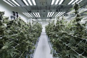 Close‑up of cannabis plants under overhead LED grow lights