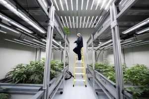Indoor cannabis cultivation canopy under LED fixtures at Dycar.