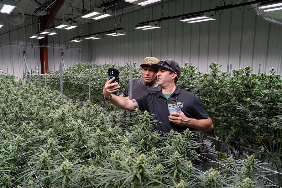 Cannabis plants (MT Kush) under LED grow lights in a grow room