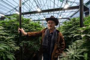 Cannabis cultivation scene with plants under LED lights featuring a Belushi series setup