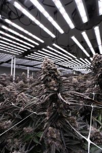Cannabis grow room with plants lit by LED lighting at Foxse × Mama J’s facility