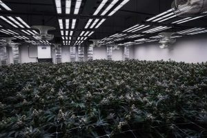 Grow Lamps LED by FOHSE