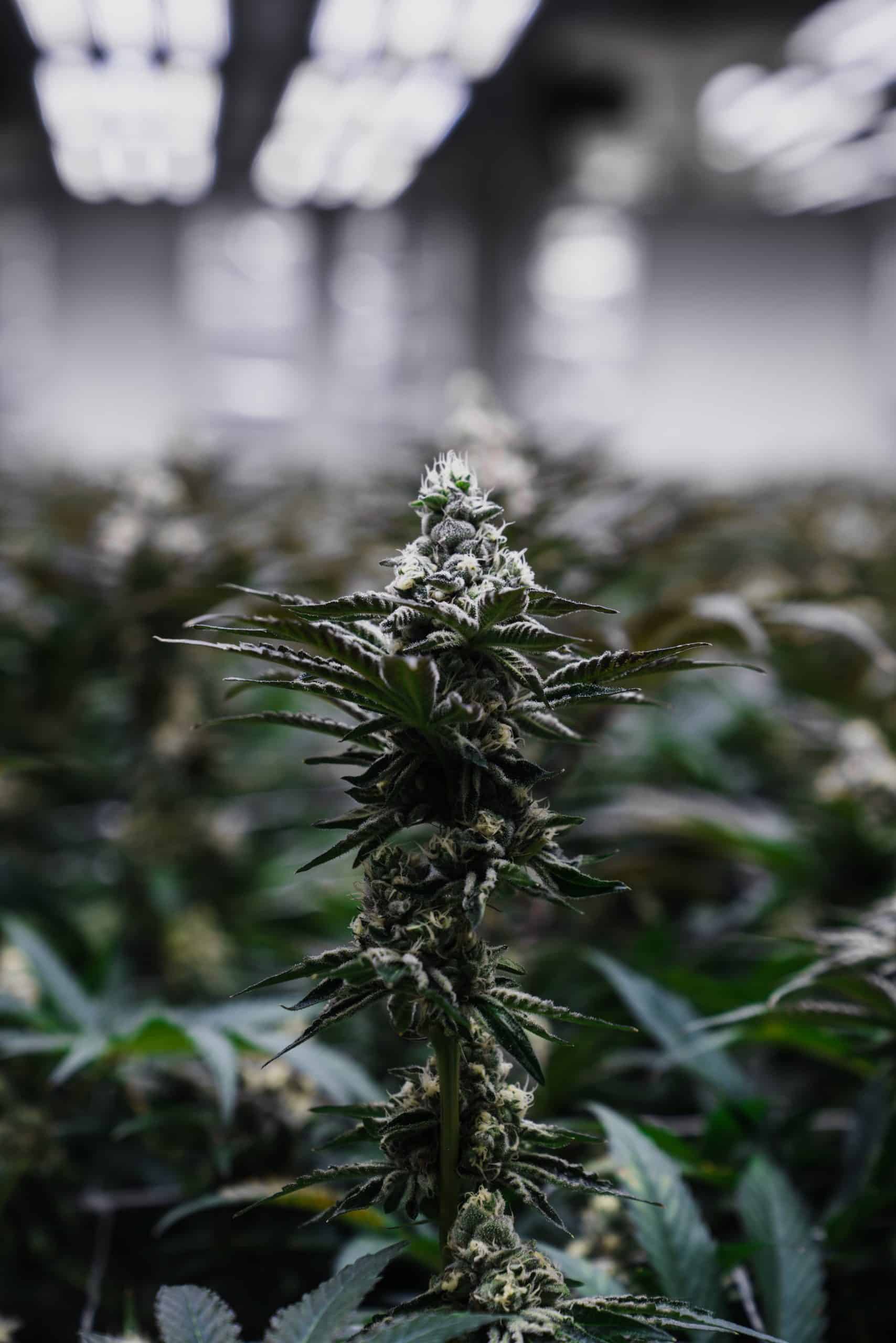 5 Fixtures from FOHSE - FOHSE | LED Grow Lights