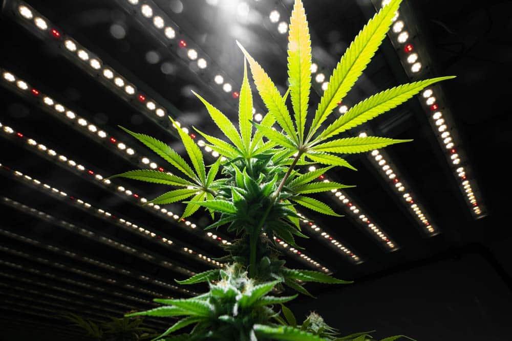 Close‑up of cannabis plants in a commercial grow facility with LED lighting overhead