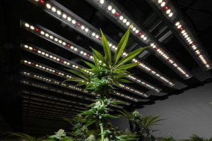 The best grow light for cannabis the F1V