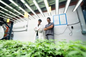 Indoor cannabis grow rack with plants and overhead LED lighting