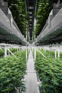 Close‑up of cannabis canopy under cultivation lighting