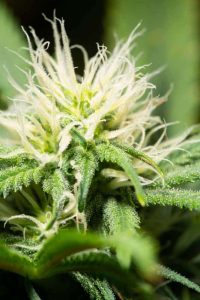 Indoor cannabis plants under LED grow lights in a commercial cultivation room
