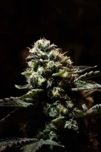 Cannabis plants in flowering stage with LED lighting overhead