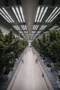 Grow room aisle with cannabis canopies lit by LED fixtures