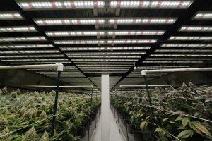 Indoor cannabis plants under LED grow lights in a cultivation room