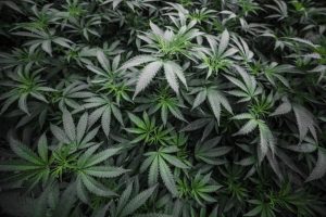 Indoor cannabis cultivation room with plants under overhead LED grow lights