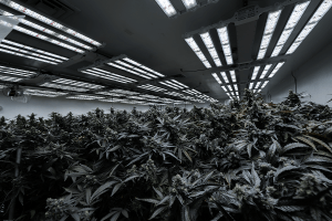 LED vs HPS Grow Lights in 2026