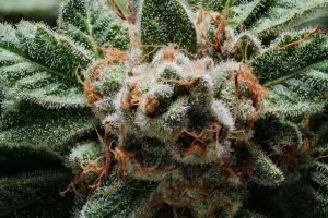Cannabis plants illuminated by Orion LED grow lights in a grow room