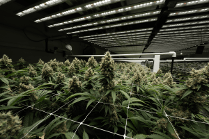 Remedy Cultivation Fohse LEDs
