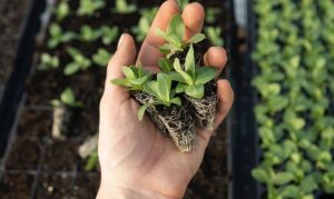 root-zone-management