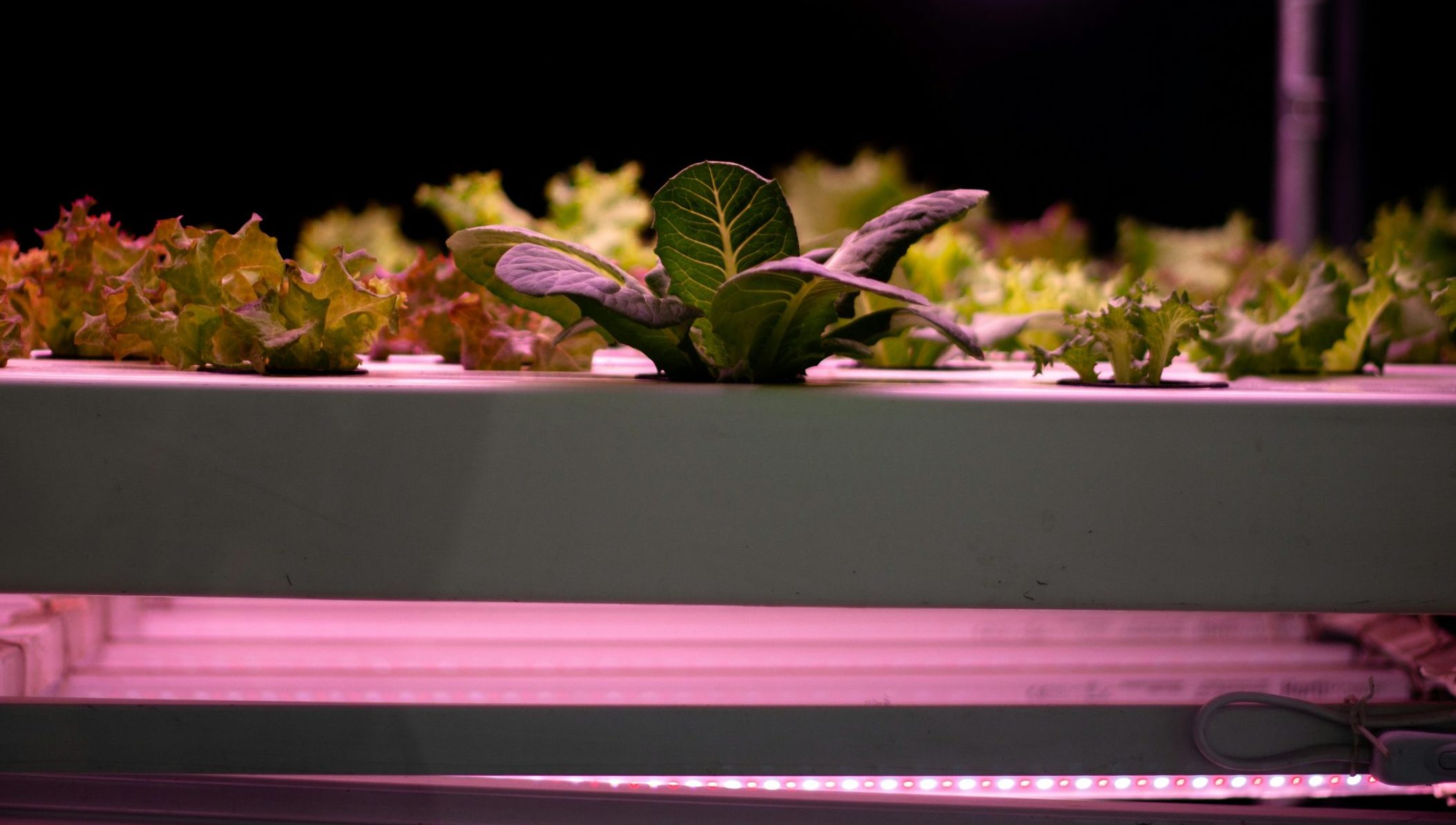 lettuce under LED light in grow room