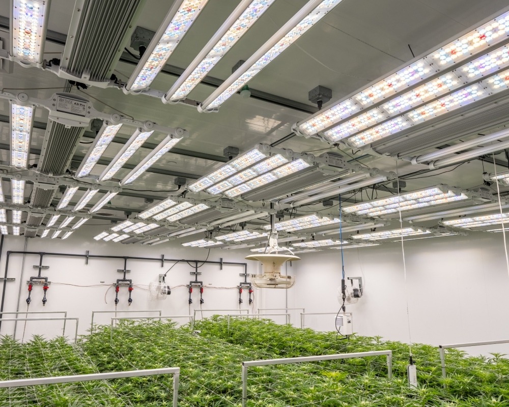 How Full-Spectrum LED Grow Lights Improve Plant Growth
