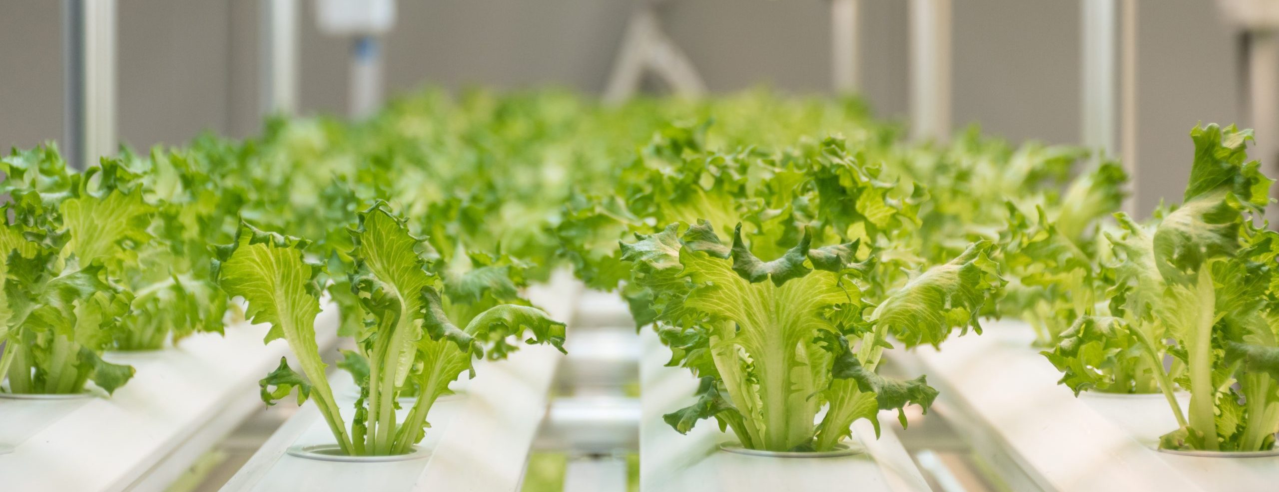 leafy greens grown indoor under LED lights