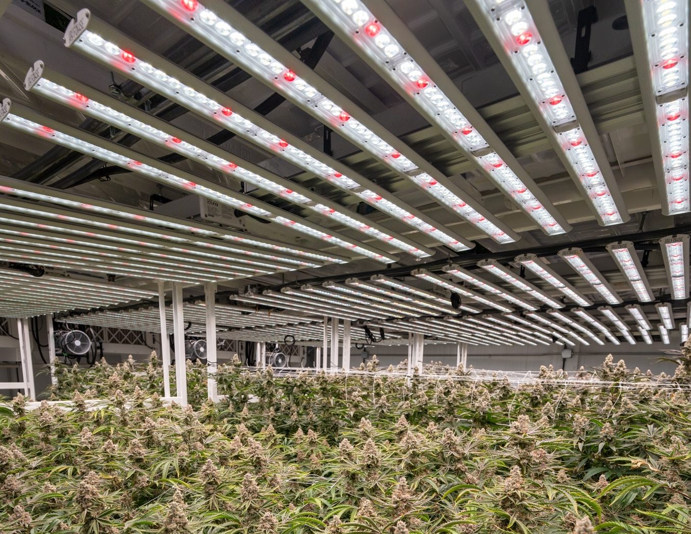 Better Light Better Yield Grower Efficiency