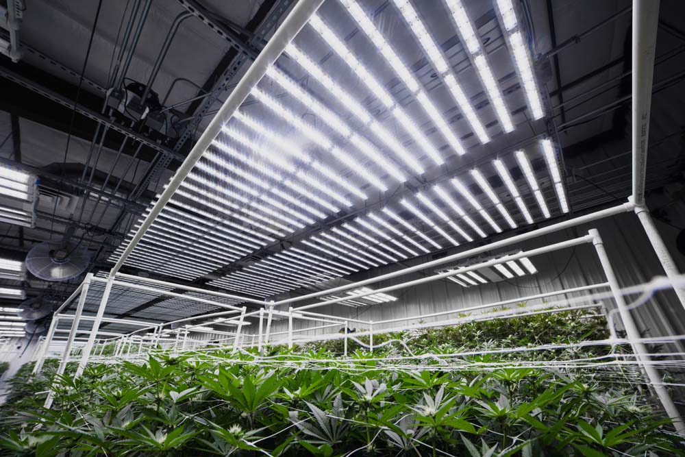 indoor agriculture lighting