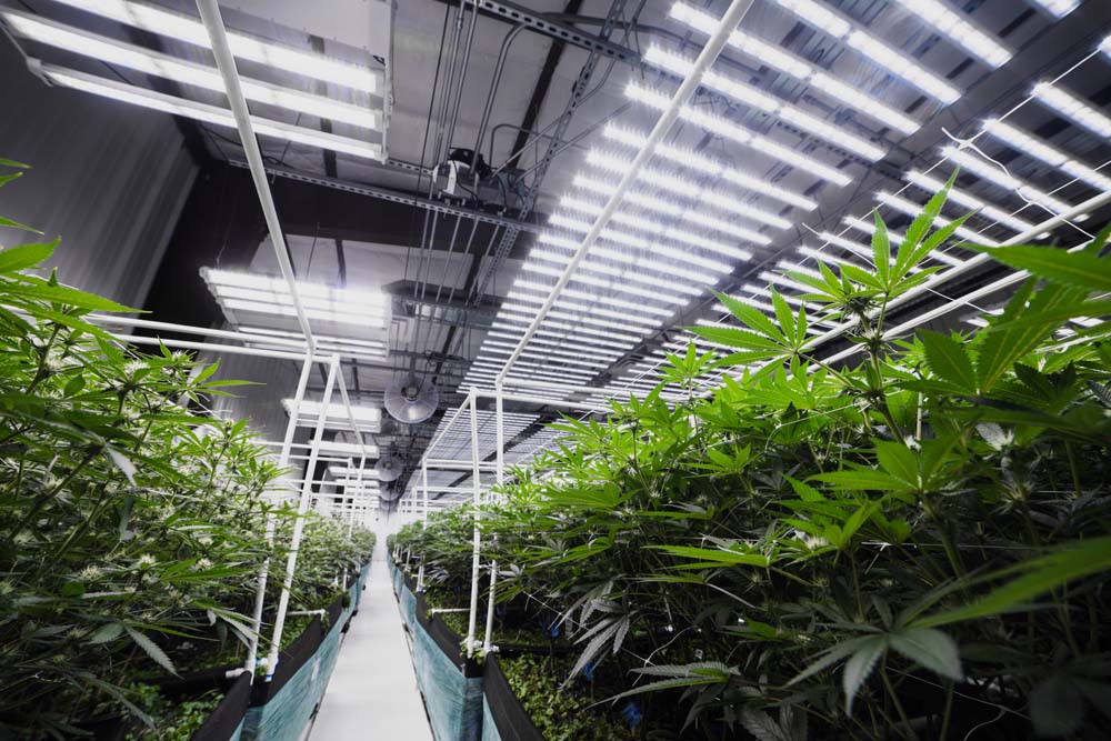 indoor agriculture lighting