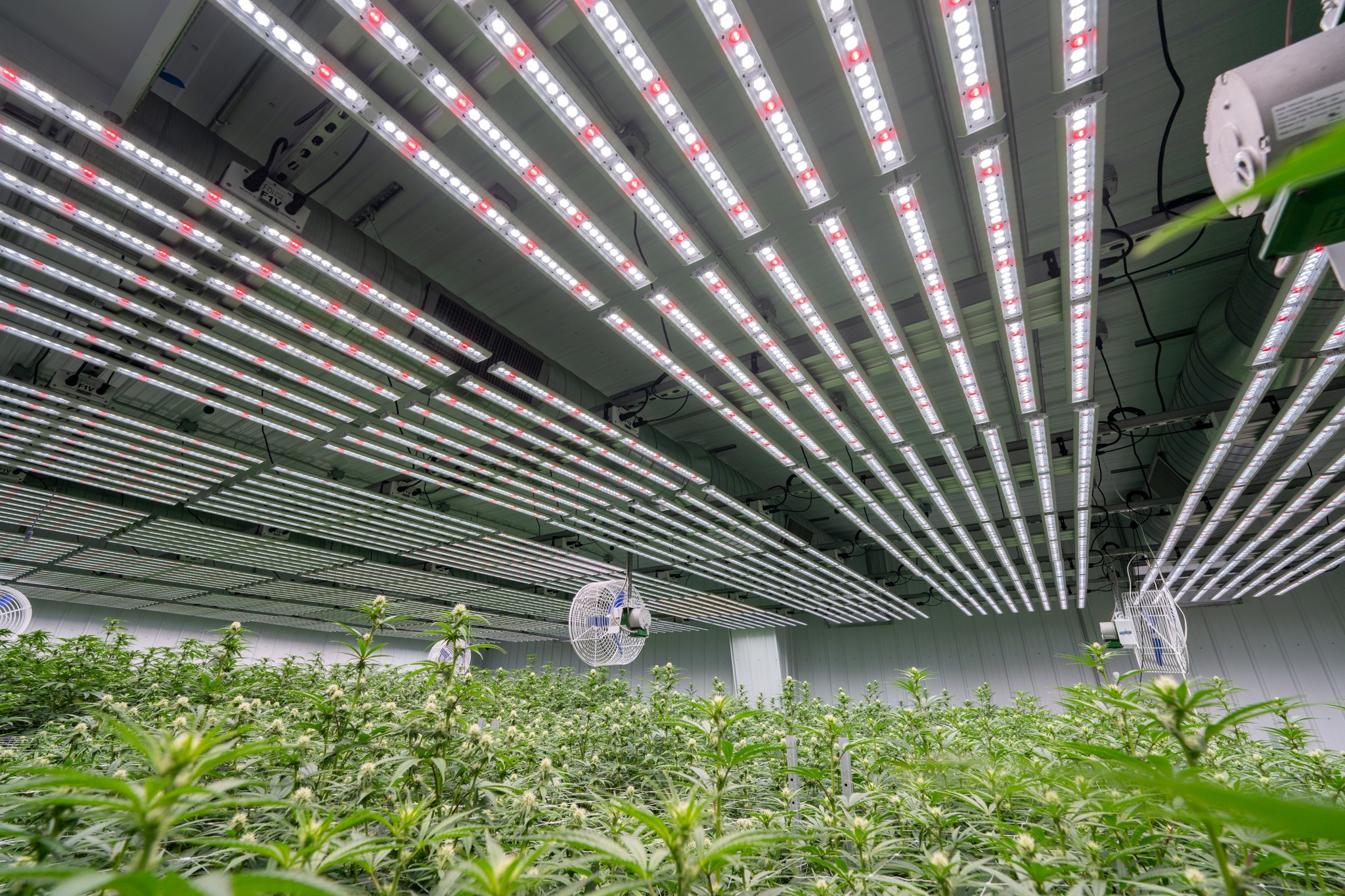 Fohse How Better Lights Help Better Yield